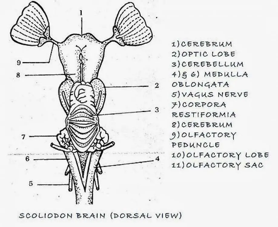 Central Nervous System of Scoliodon Brain and Spinal Cord