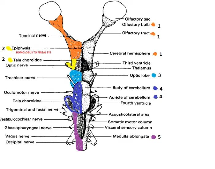 Central Nervous System of Scoliodon