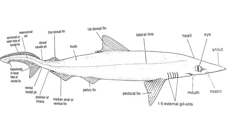 External Morphology of Scoliodon - IMALUOP