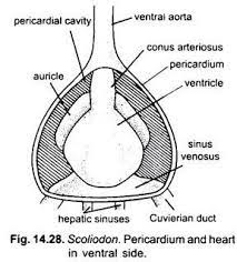 Heart in Scoliodon In Pericardium Cavity