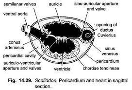 Heart in Scoliodon