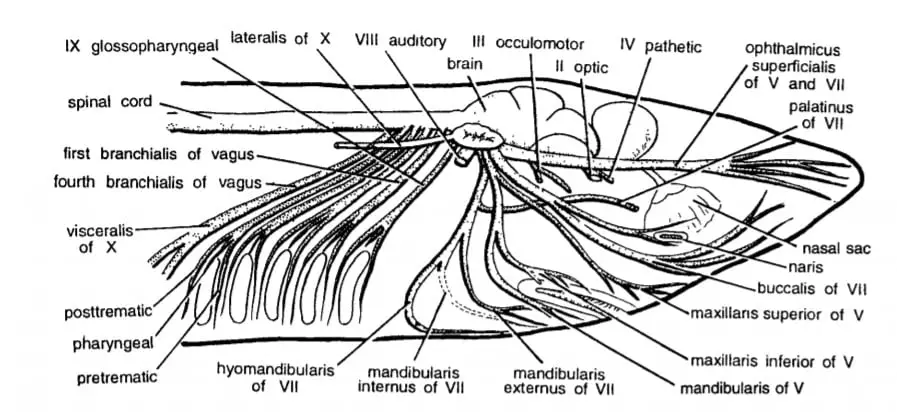 Peripheral Nervous System of Scoliodon Cranial Nerves