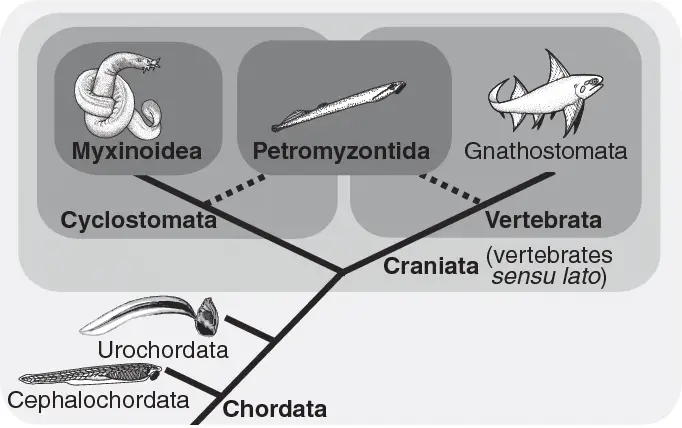Phylogeny of Cyclostomata