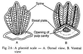 Placoid Scale In Scoliodon
