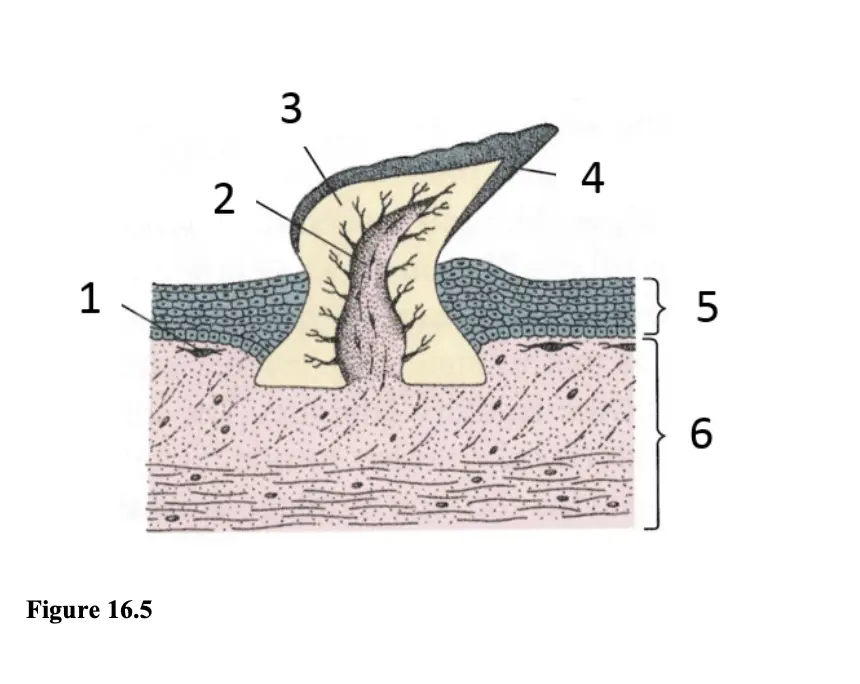 Placoid Scales In Scoliodon