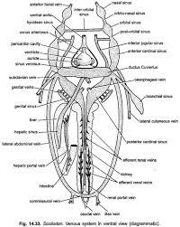 Venous System in Scoliodon