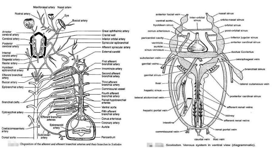 Venous System in Scoliodon and Arterial System